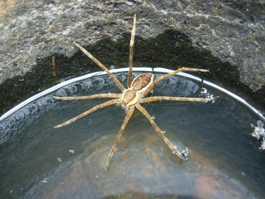 Fishing Spider Found on Ewaso Nyiro River