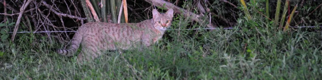 Wildcats Like Wildfire