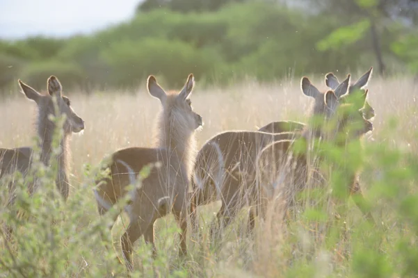 Drought Sensitive Species Beginning to Return