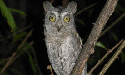 Migrant Birds and a generous donation