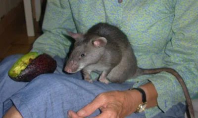 The Mother of All Rats