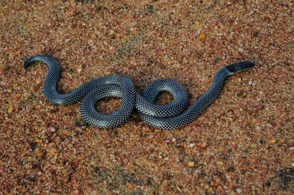 New snake on Tumaren - Desert Black-headed Snake