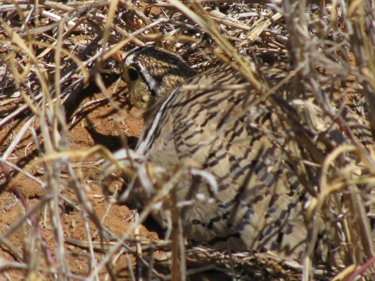 Black-faced Sandgrouse