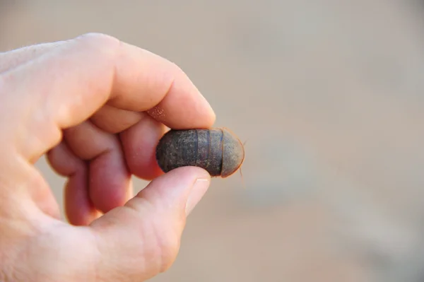 Love thine Cockroach