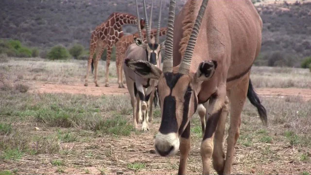 Oryx being Fed at Tumaren Camp