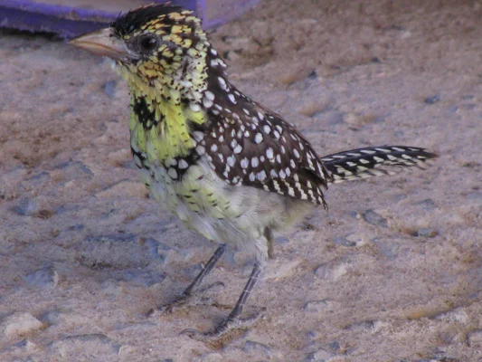 Mr. D’arnaud pops in daily