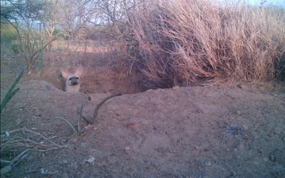aardwolf1-400x250-1.jpg