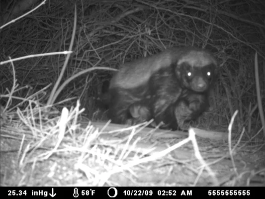 honeybadger.jpg