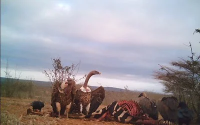 vultures3-400x250.jpg