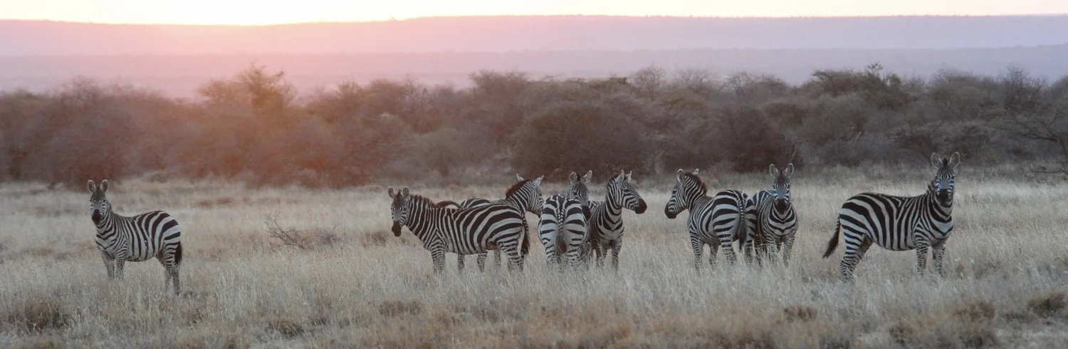 commonzebralaikipia.jpg