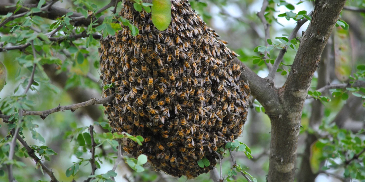 ewasoriverhoney4.jpg