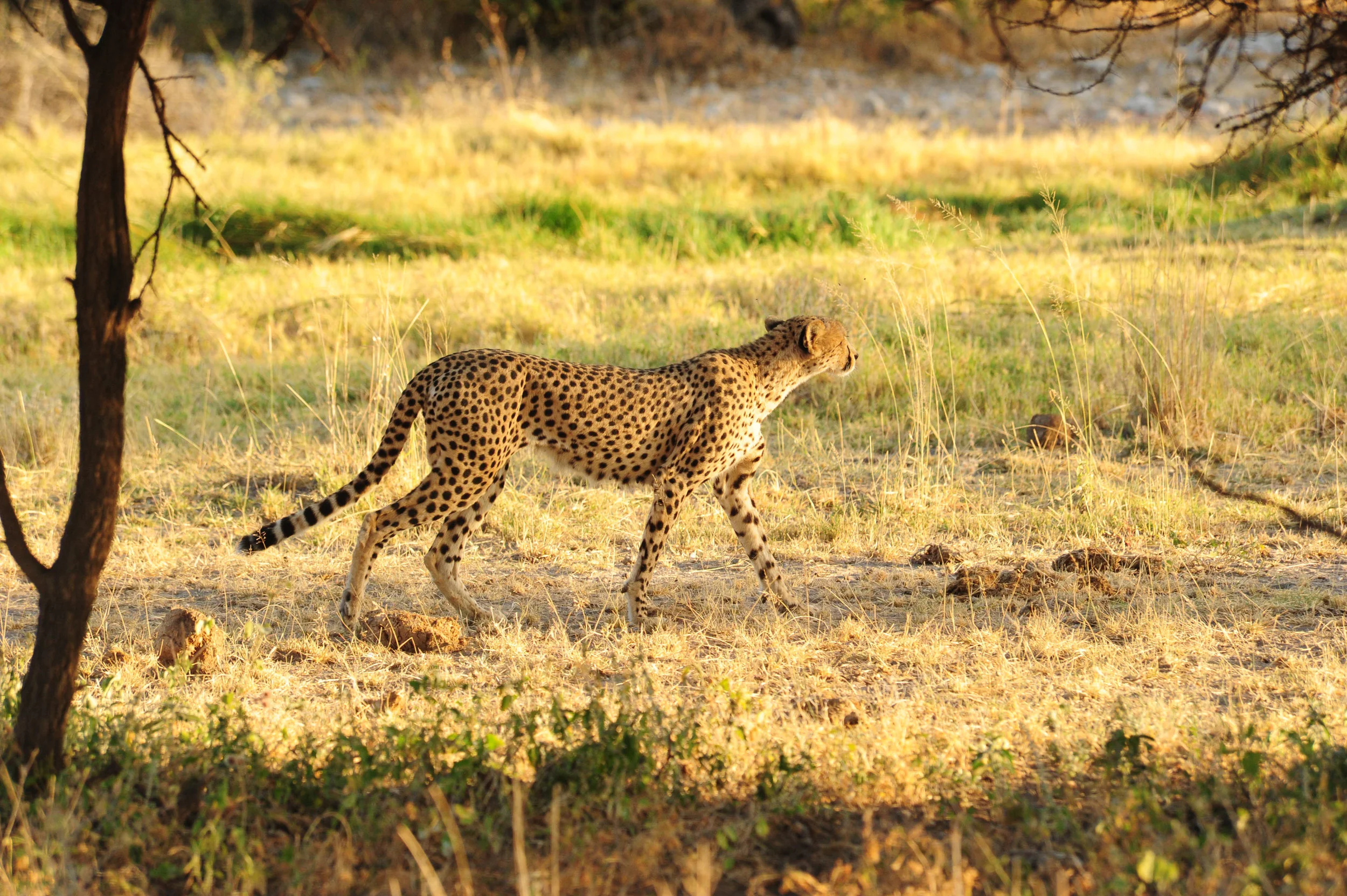 KarisiaWildlife-41.jpg