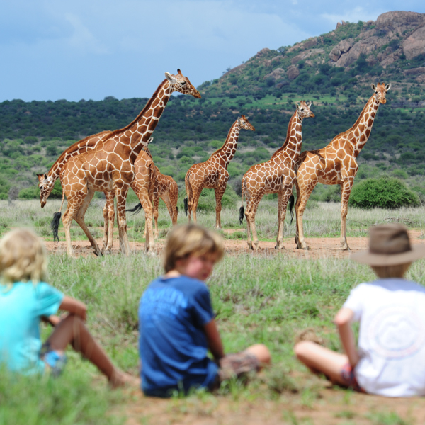 walking safari with giraffe