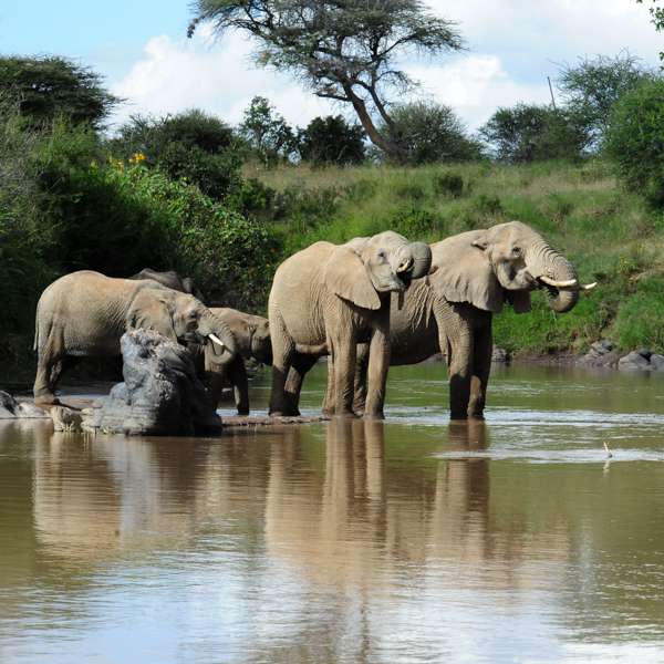 Elephants in River