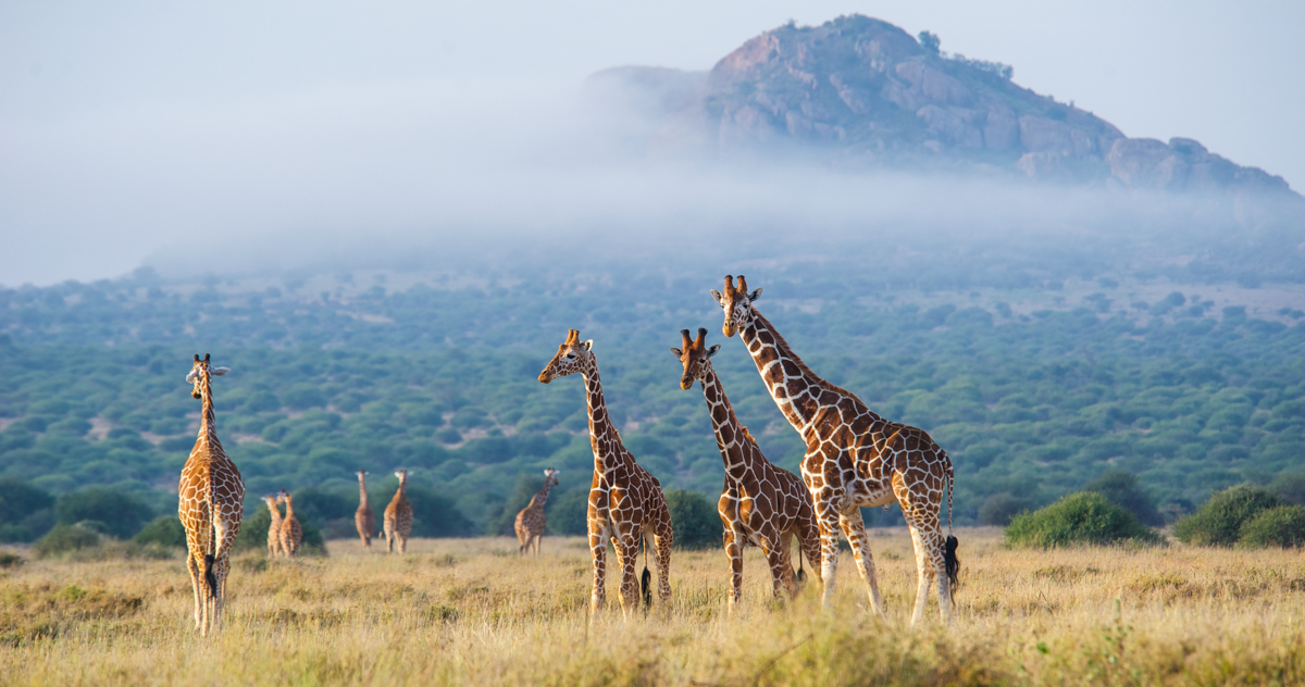 giraffesinthemist.jpg