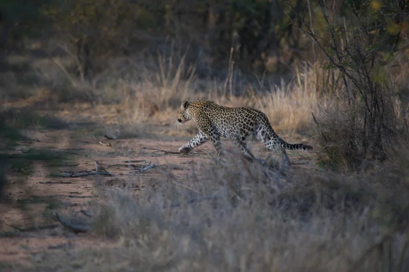 KarisiaWildlife-24.jpg