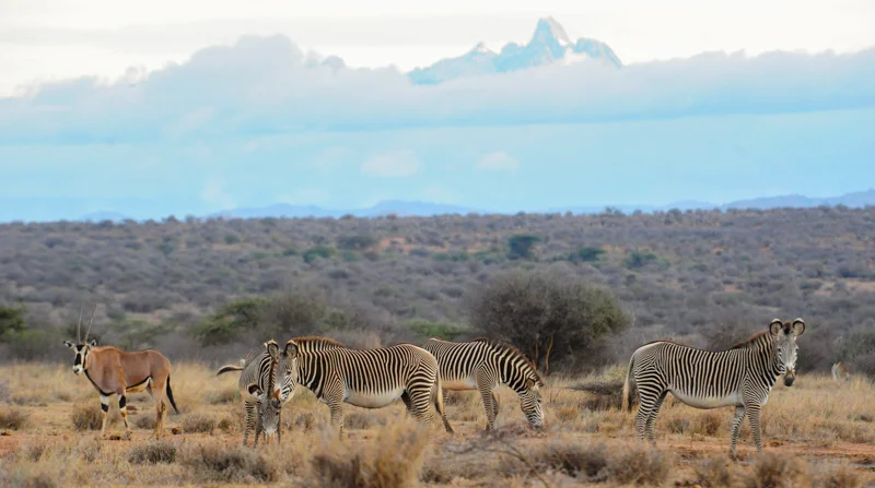 KarisiaWildlife-62.jpg