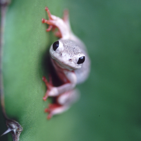 treefrog-1.jpg