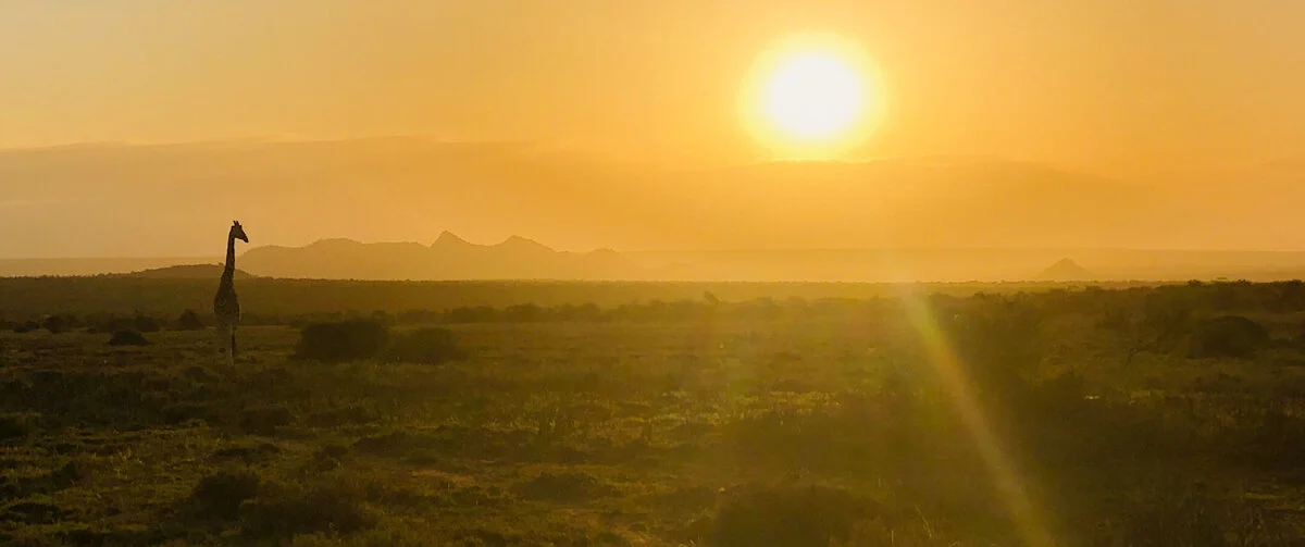 giraffesun-2.jpg