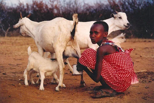 The gravest threat facing community conservation in Kenya is not overgrazing