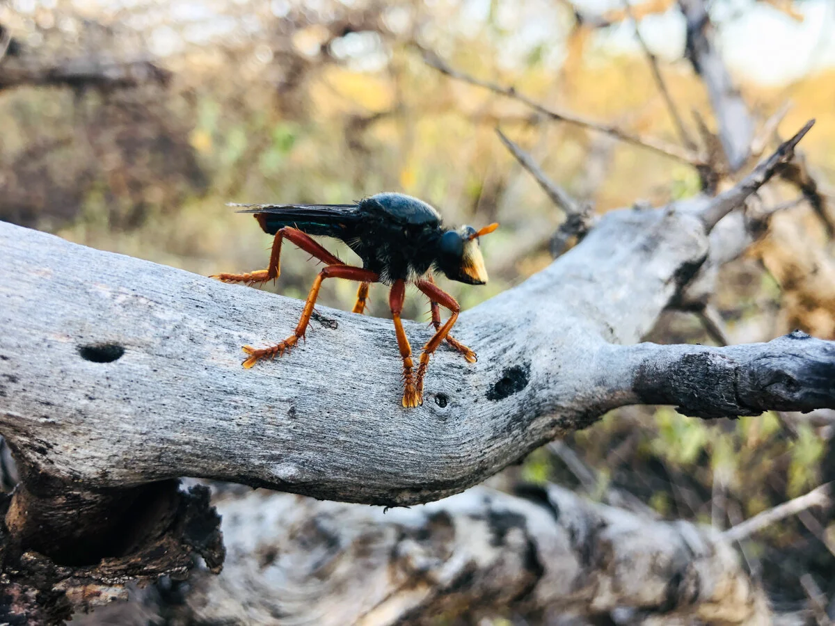 A Plea to Naturalists, Ditch Facebook for Inaturalist