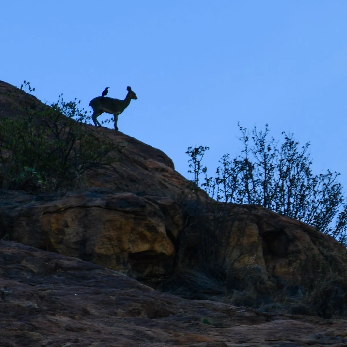 Red-winged Starling de-ticking Klipspringer