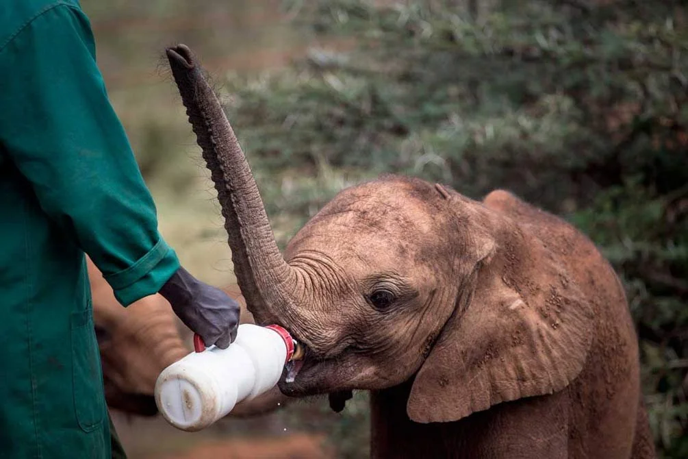 Elephant-Orphanage-at-Giraffe-Manor..jpg