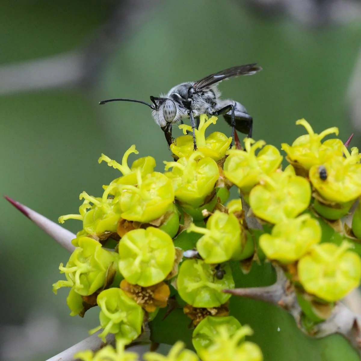 Euphorbia Pollination Blitz !