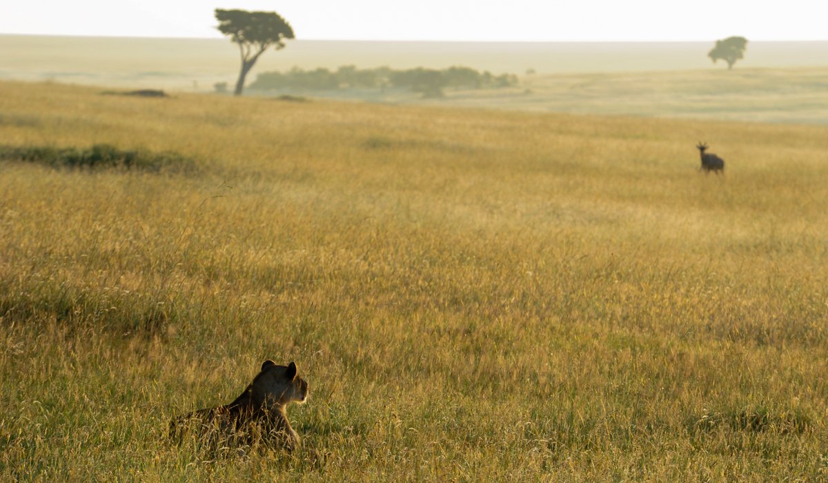 The Mara Problem: Consider Wilderness!