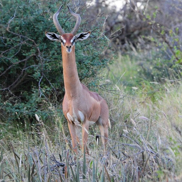 tumarengerenuk-1.jpg