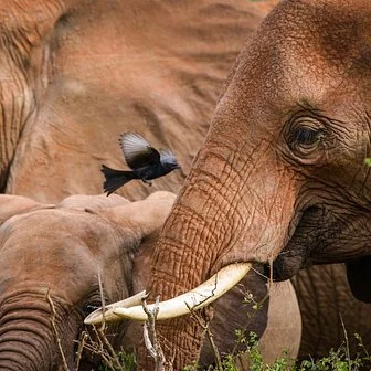 Bird-shot-with-elephant.jpg