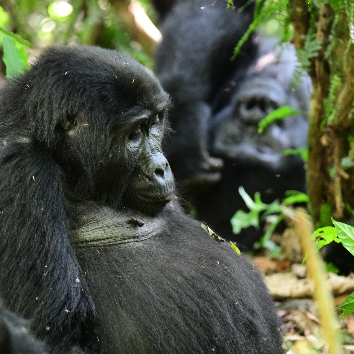 A Gorilla of a Safari: Trip Report - Gorilla Trekking at Buhoma, Bwindi Impenetrable Forest, Uganda