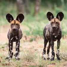 Wild dog.jpeg