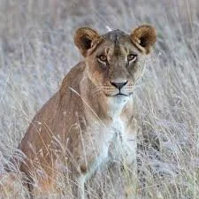 Lion.jpeg