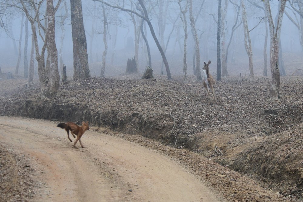 dhole-2.jpg