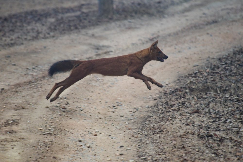 dhole-7.jpg