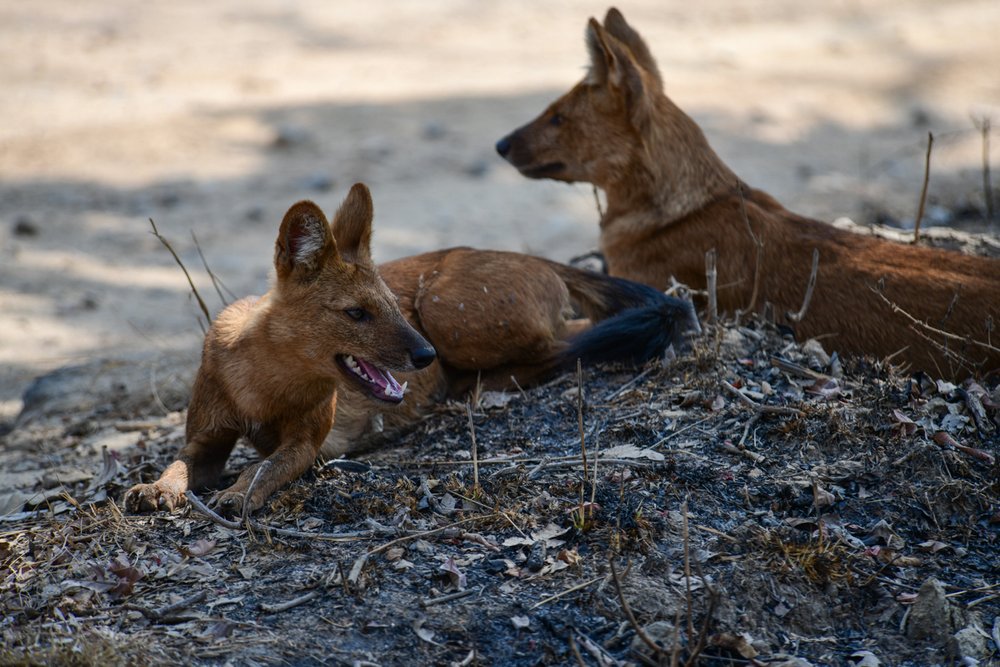 dhole-11.jpg