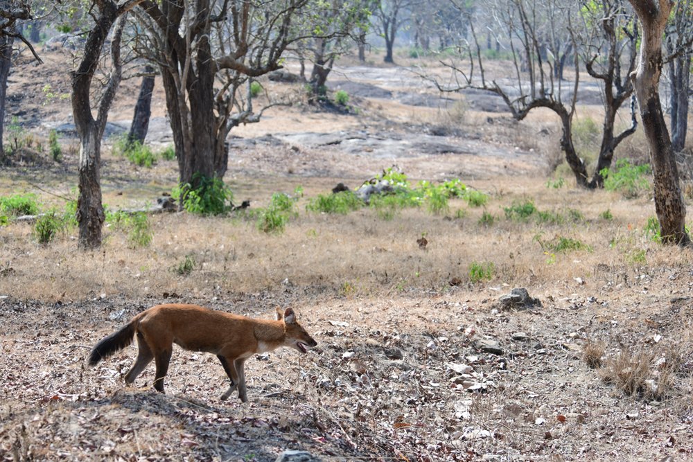 dhole-12.jpg