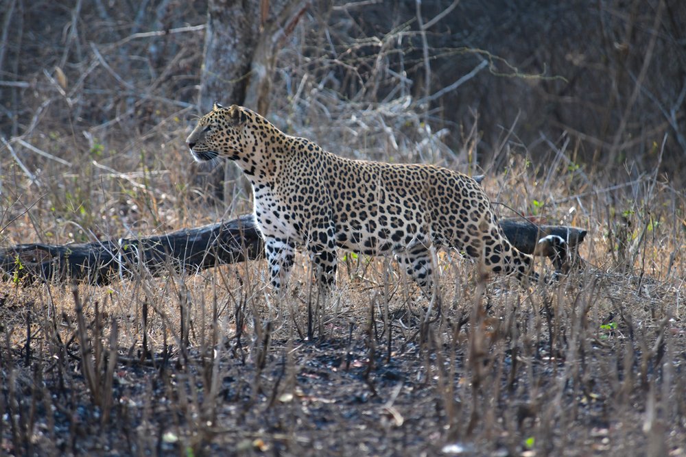 leopard3.jpg
