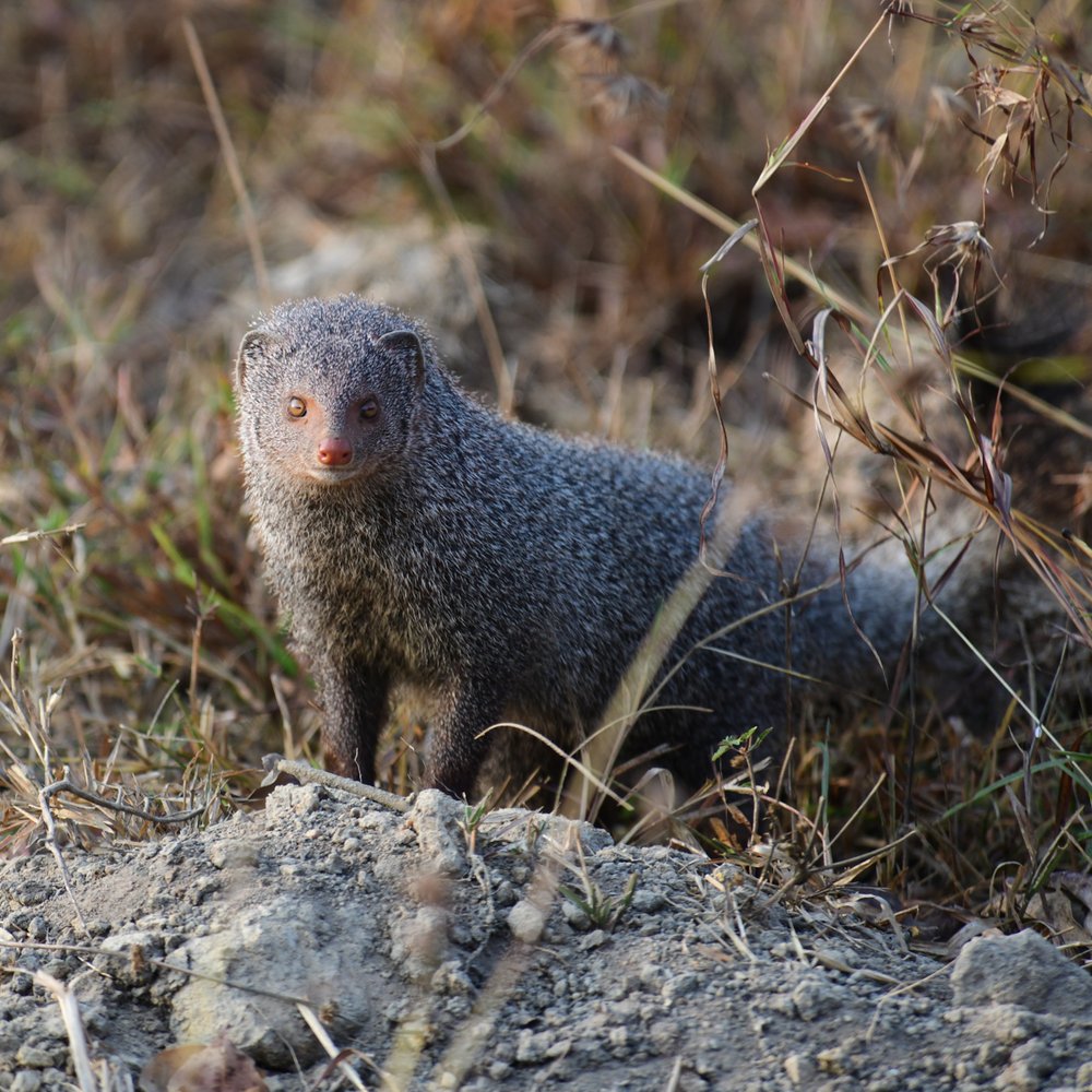 mongoose-4.jpg