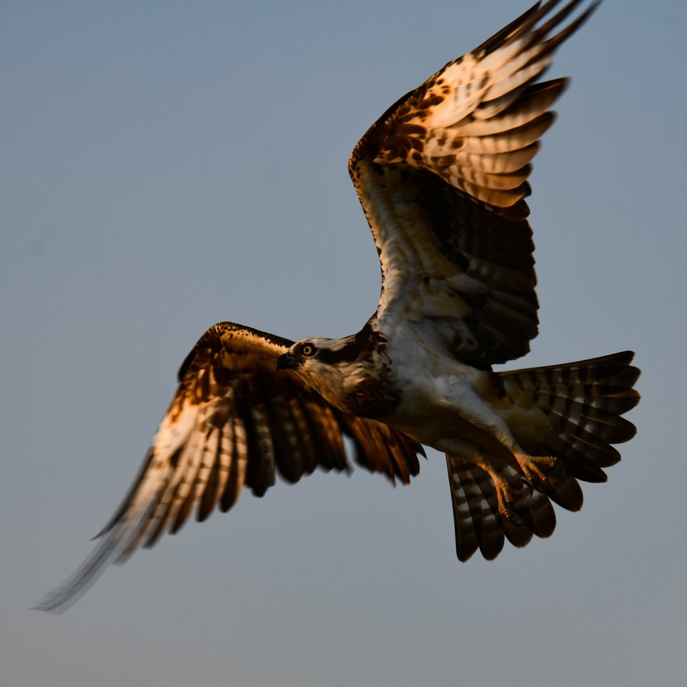 osprey-3.jpg