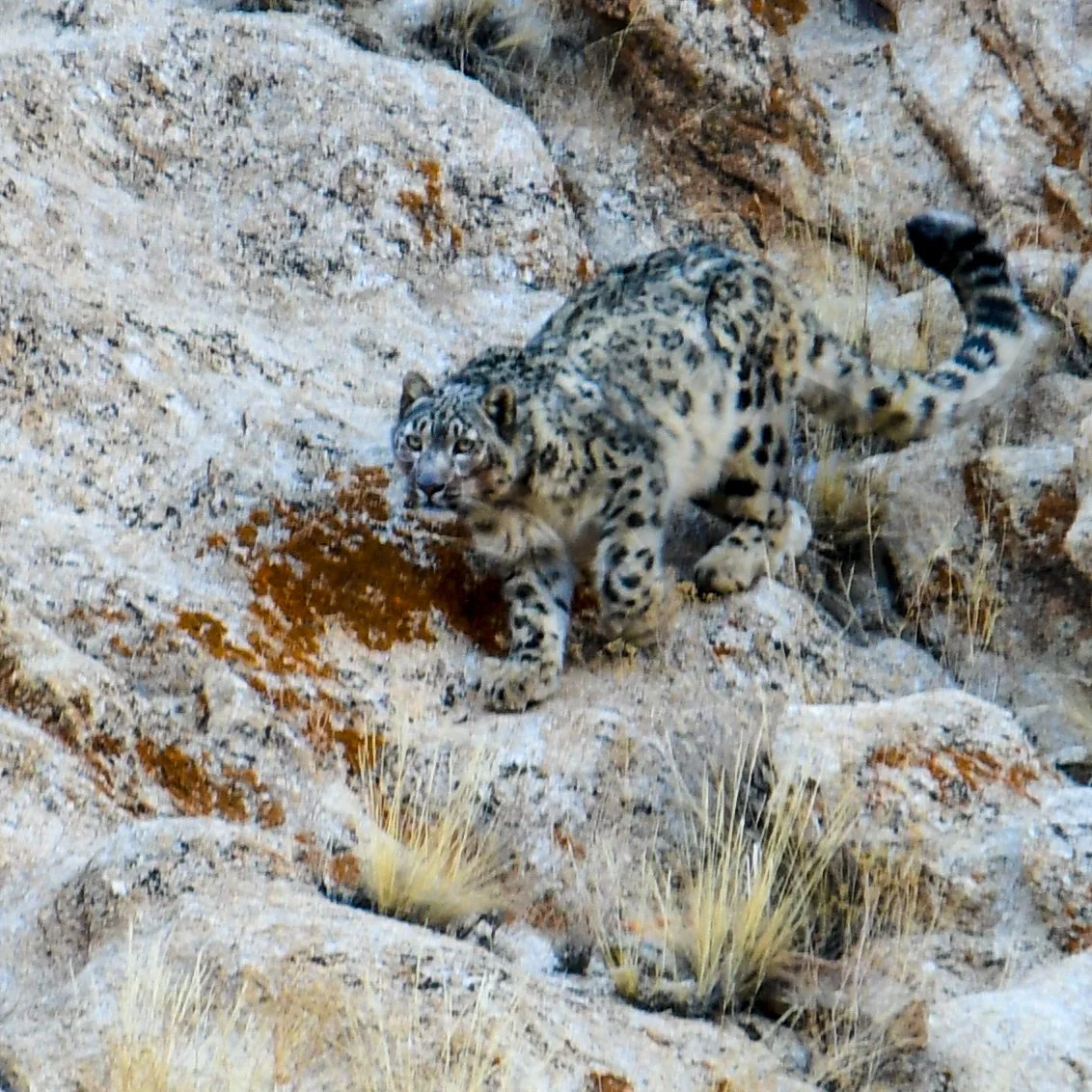 The Big Cats of India: A trip Report