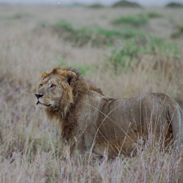 Laikipia Lion