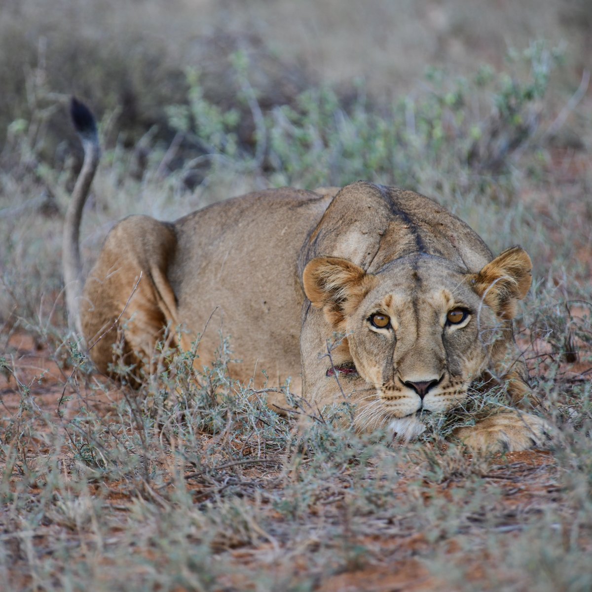 lionsamburu-8.jpg