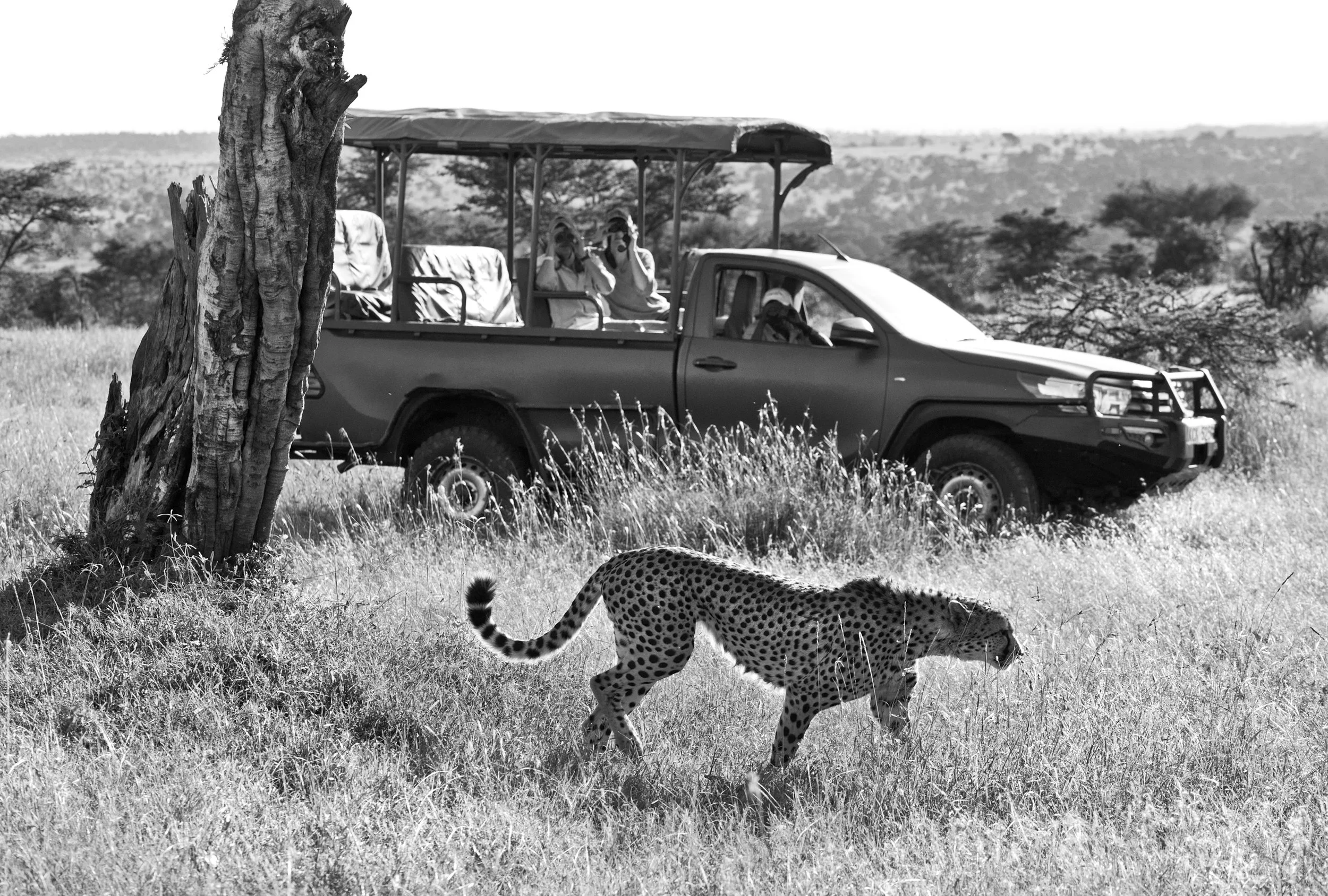 Game drives .jpg