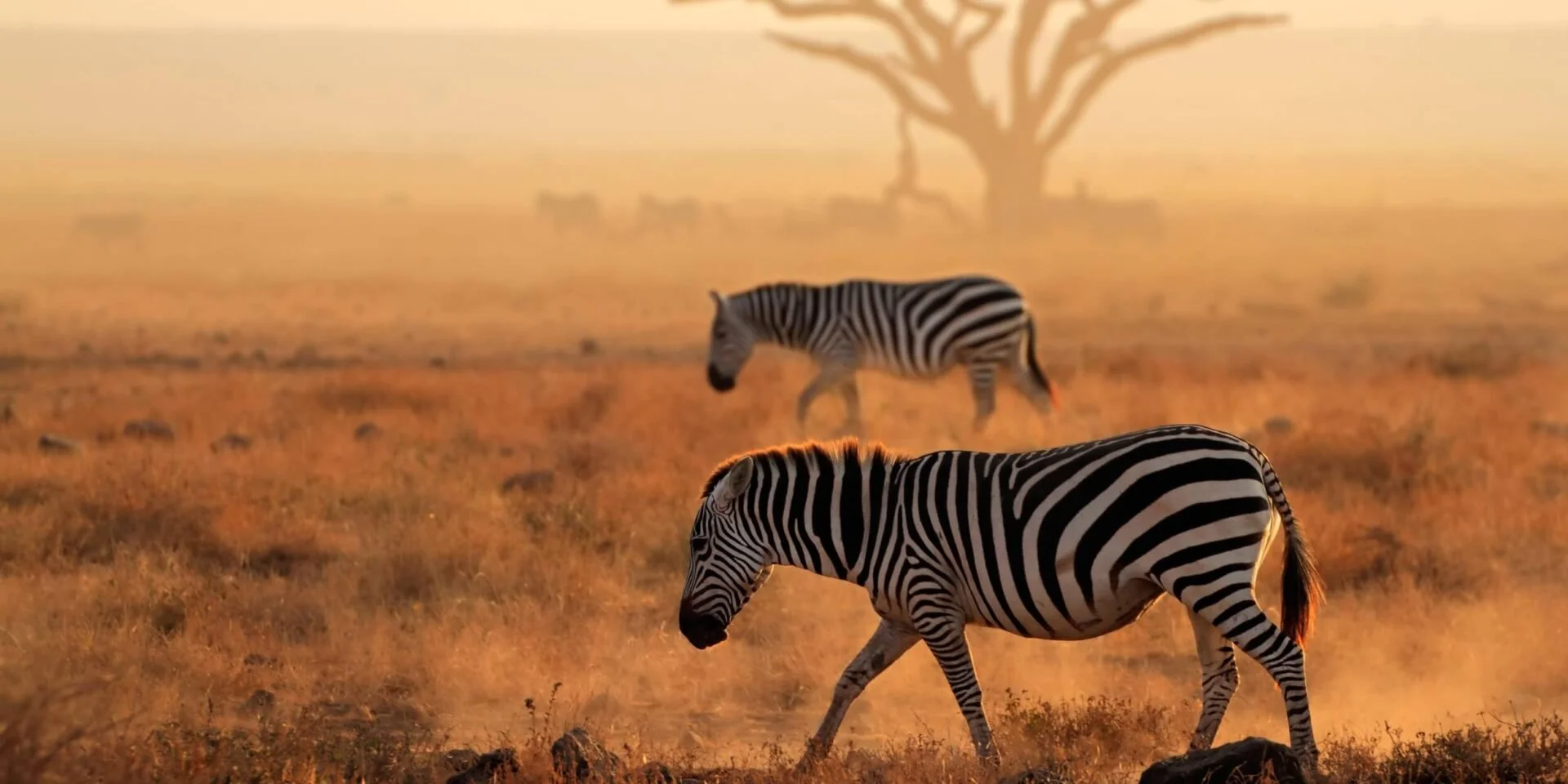 sunset-zebra-zoomed.jpg