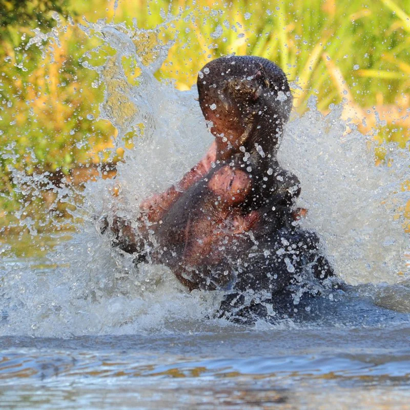 merud1x1-2.jpg
