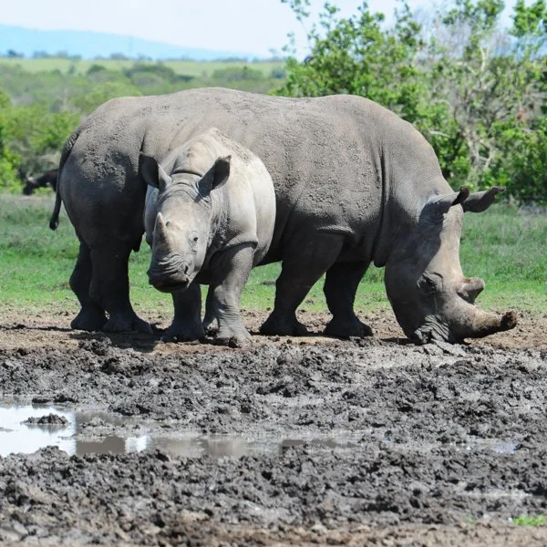 rhinos1x1-2.jpg