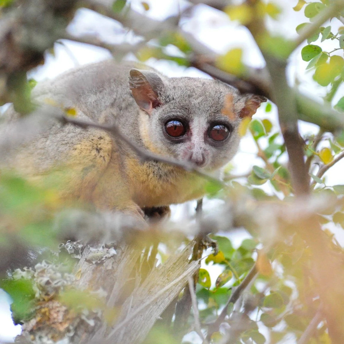Karisia_Wildlife-22.jpg