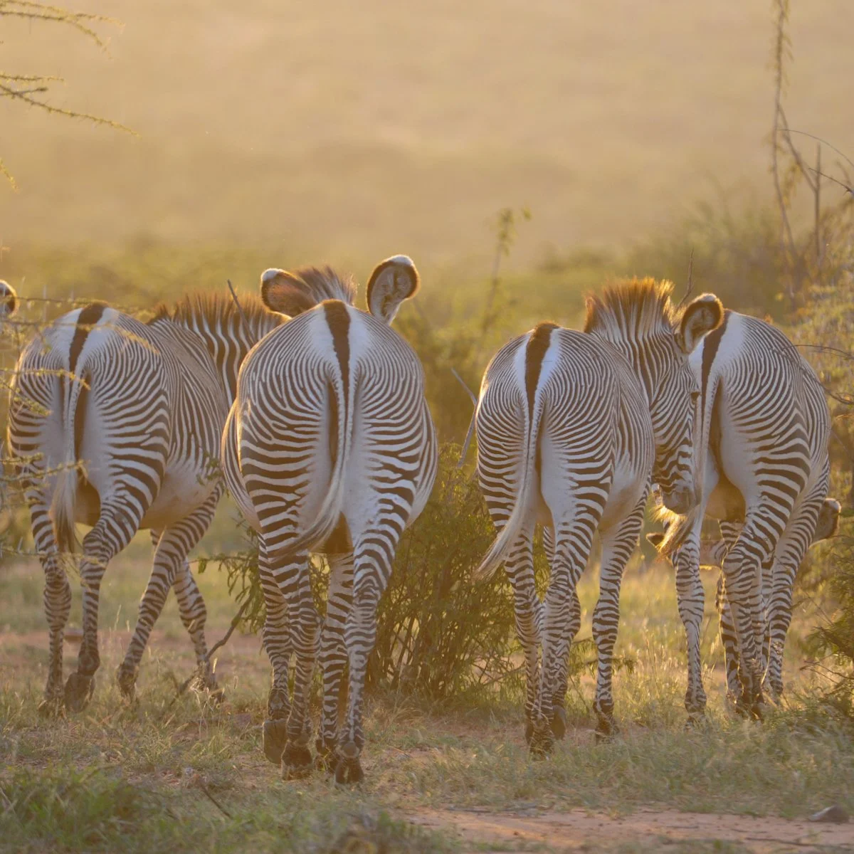 Karisia_Wildlife-53.jpg